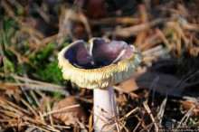 Альбом отзыва "Золотая осень Брюнссума"