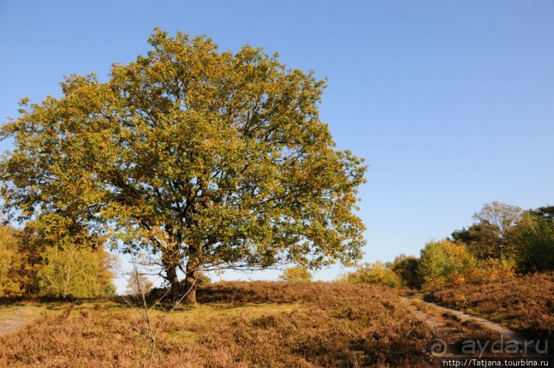 Альбом отзыва "Золотая осень Брюнссума"