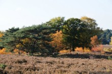 Альбом отзыва "Золотая осень Брюнссума"