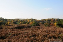 Альбом отзыва "Золотая осень Брюнссума"