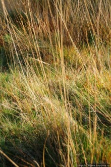 Альбом отзыва "Золотая осень Брюнссума"