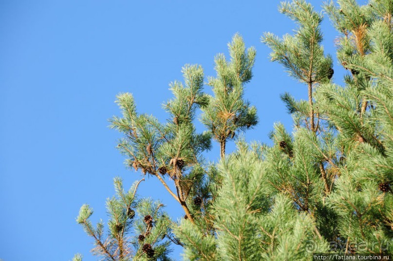 Золотая осень Брюнссума