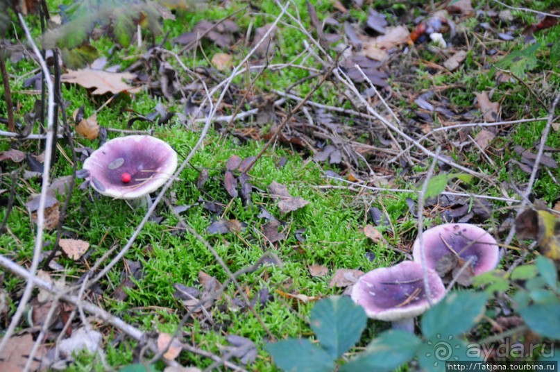 Золотая осень Брюнссума
