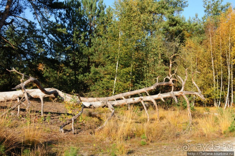 Золотая осень Брюнссума