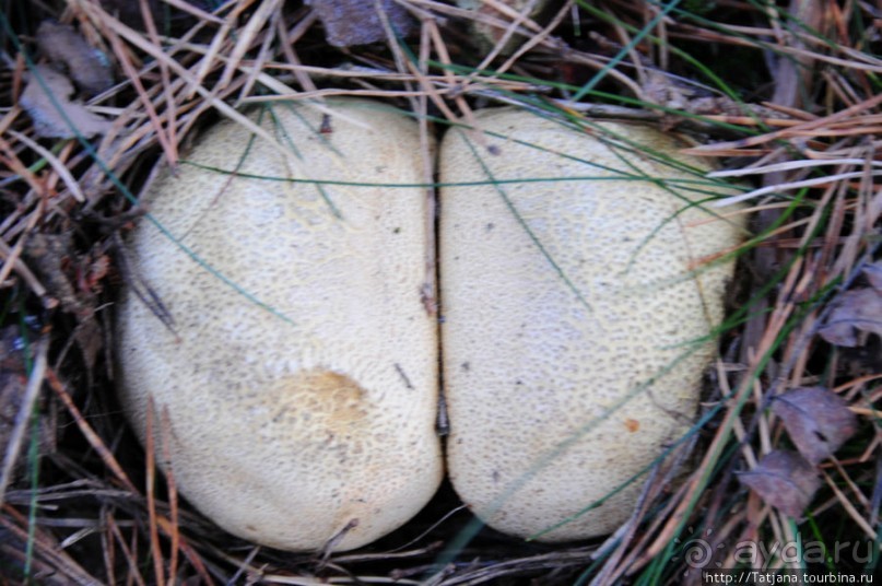 Золотая осень Брюнссума