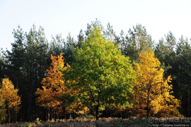 Золотая осень Брюнссума