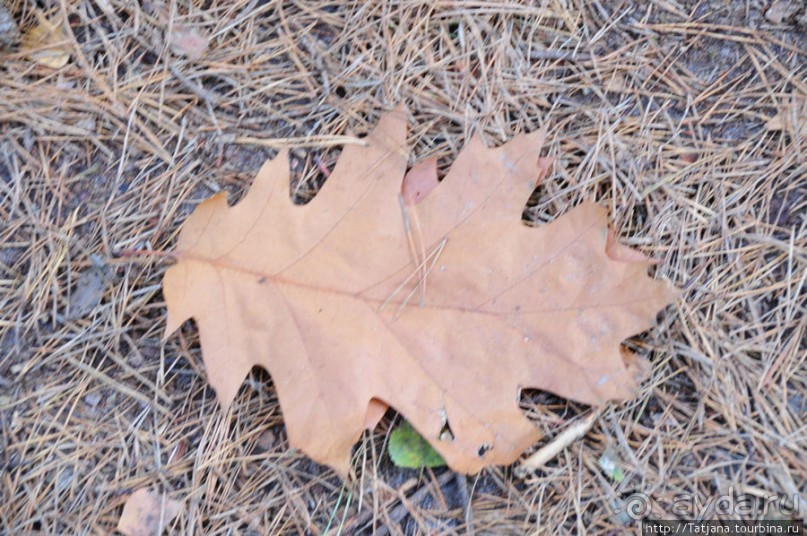 Золотая осень Брюнссума