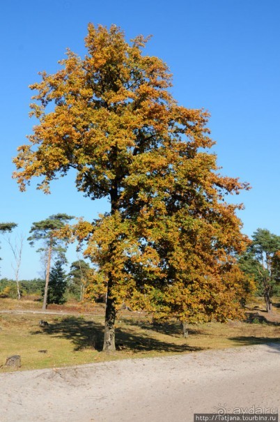 Золотая осень Брюнссума