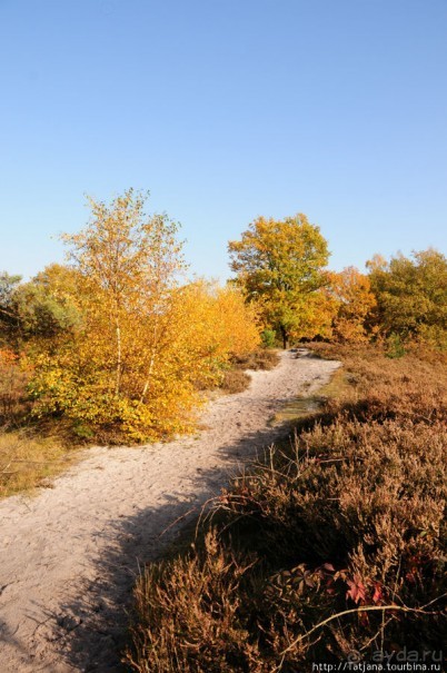 Лесопарк в Брюнссуме