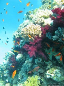 Получить за неделю диплом дайвера "PADI" OPEN WATER DIVER