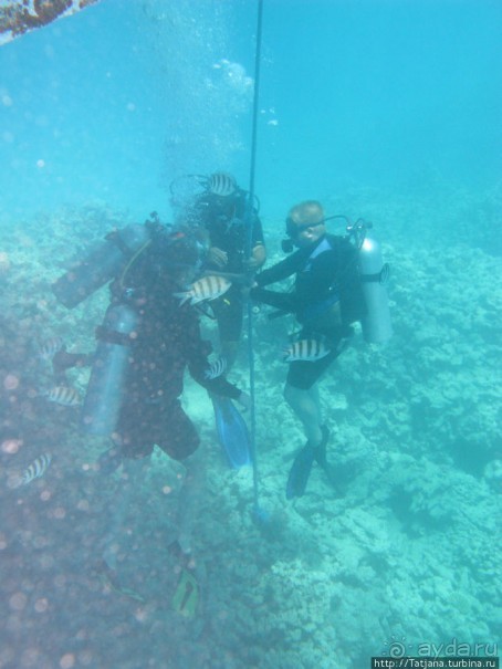 Получить за неделю диплом дайвера "PADI" OPEN WATER DIVER