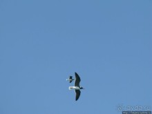 Получить за неделю диплом дайвера "PADI" OPEN WATER DIVER