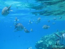 Получить за неделю диплом дайвера "PADI" OPEN WATER DIVER