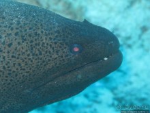 Получить за неделю диплом дайвера "PADI" OPEN WATER DIVER