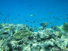 Получить за неделю диплом дайвера "PADI" OPEN WATER DIVER