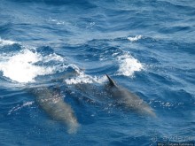 Получить за неделю диплом дайвера "PADI" OPEN WATER DIVER