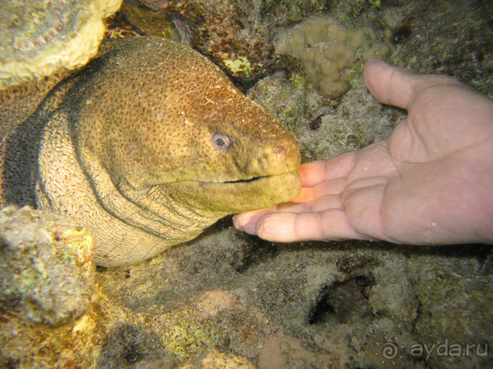Получить за неделю диплом дайвера "PADI" OPEN WATER DIVER