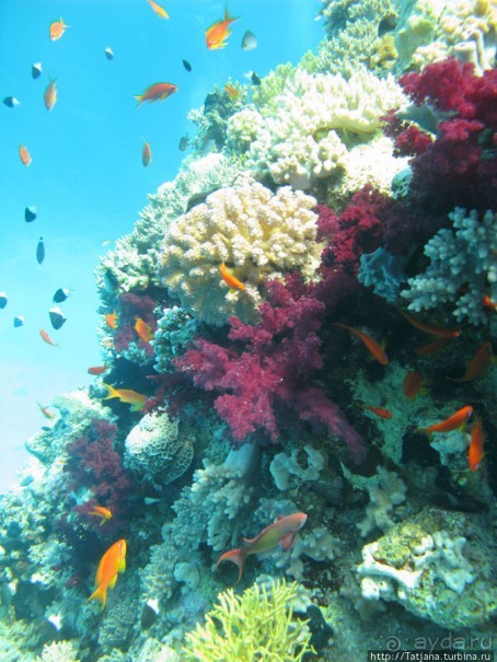 Получить за неделю диплом дайвера "PADI" OPEN WATER DIVER