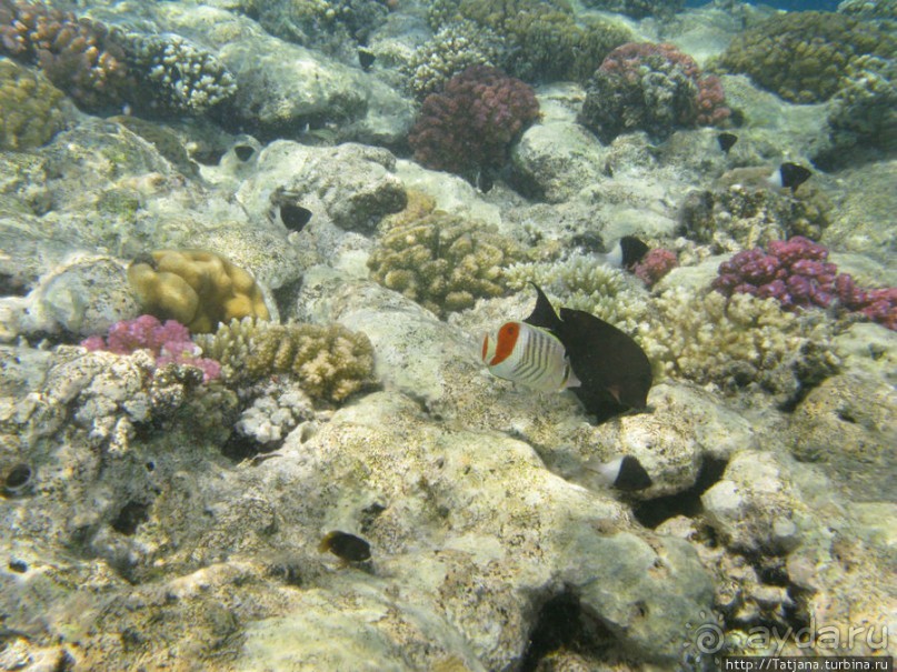 Получить за неделю диплом дайвера "PADI" OPEN WATER DIVER