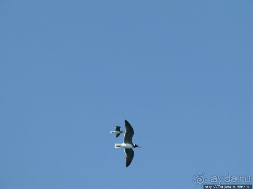 Получить за неделю диплом дайвера "PADI" OPEN WATER DIVER