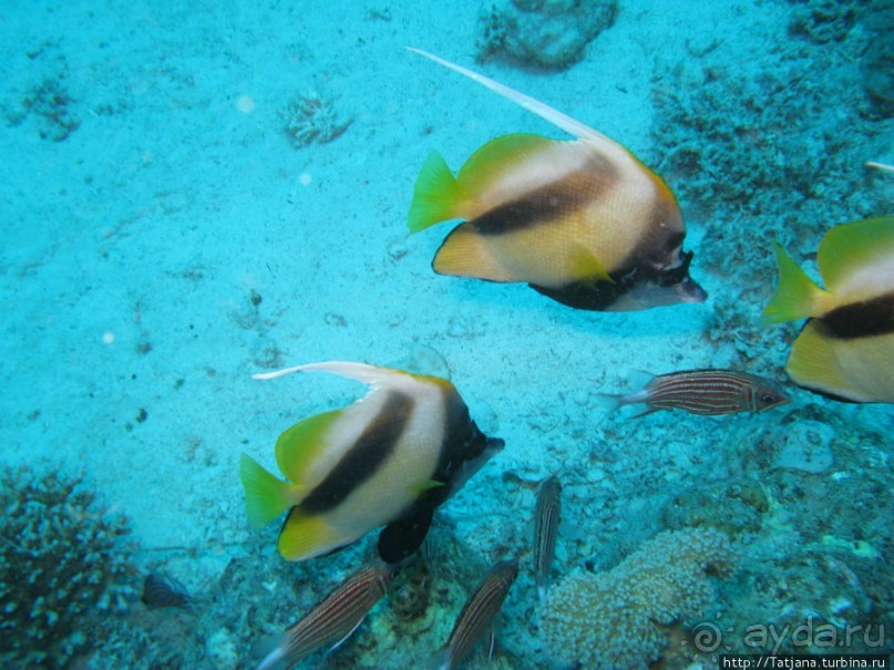 Получить за неделю диплом дайвера "PADI" OPEN WATER DIVER