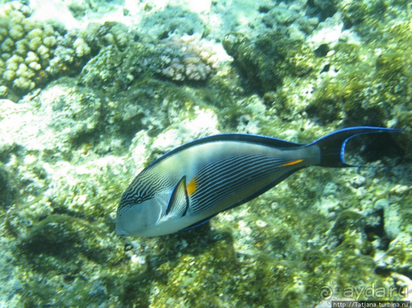 Получить за неделю диплом дайвера "PADI" OPEN WATER DIVER