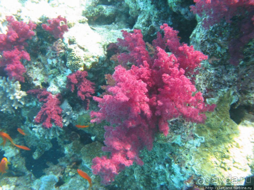 Получить за неделю диплом дайвера "PADI" OPEN WATER DIVER