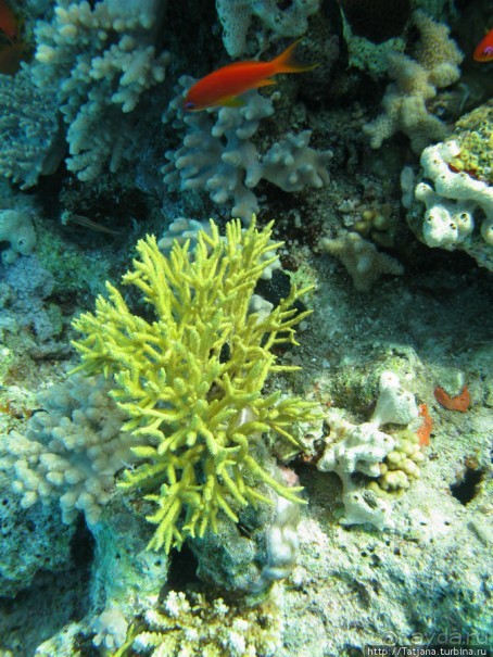 Получить за неделю диплом дайвера "PADI" OPEN WATER DIVER