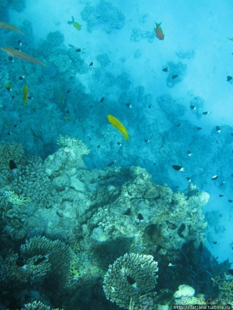 Получить за неделю диплом дайвера "PADI" OPEN WATER DIVER