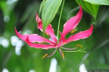 Выставка цветов в Голландии "Floriada"