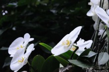 Выставка цветов в Голландии "Floriada"