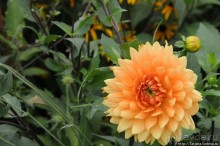 Выставка цветов в Голландии "Floriada"