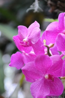 Выставка цветов в Голландии "Floriada"