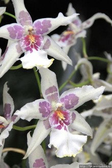 Выставка цветов в Голландии "Floriada"