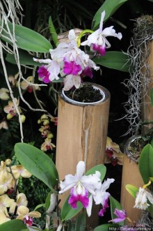 Выставка цветов в Голландии "Floriada"