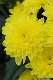 Выставка цветов в Голландии "Floriada"