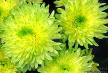 Выставка цветов в Голландии "Floriada"