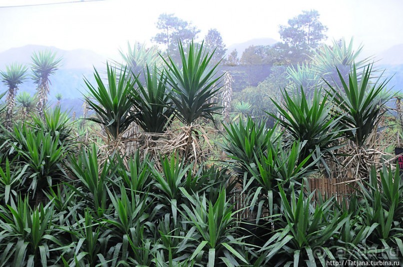 Выставка цветов в Голландии "Floriada"