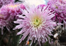 Выставка цветов в Голландии "Floriada"