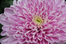 Выставка цветов в Голландии "Floriada"