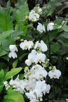 Выставка цветов в Голландии "Floriada"