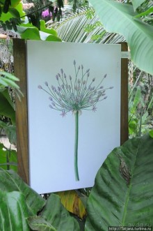 Выставка цветов в Голландии "Floriada"