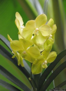 Выставка цветов в Голландии "Floriada"