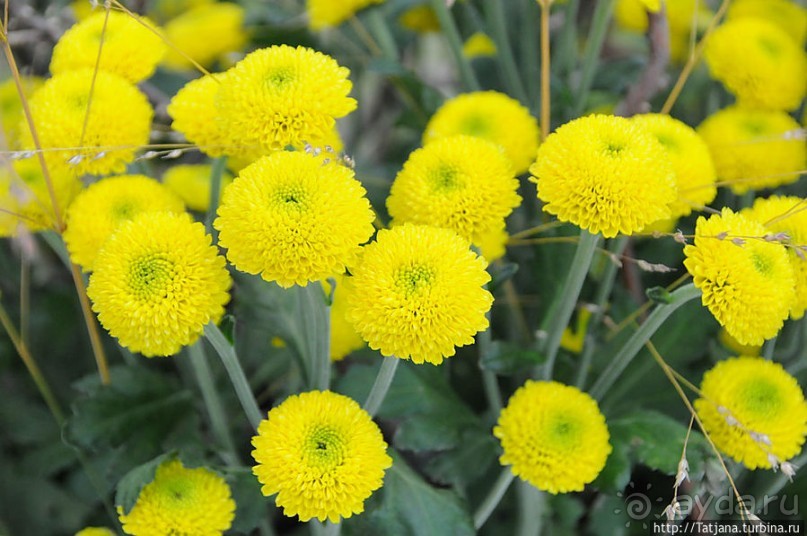 Выставка цветов в Голландии "Floriada"