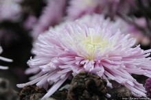 Выставка цветов в Голландии "Floriada"