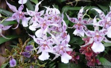 Выставка цветов в Голландии "Floriada"