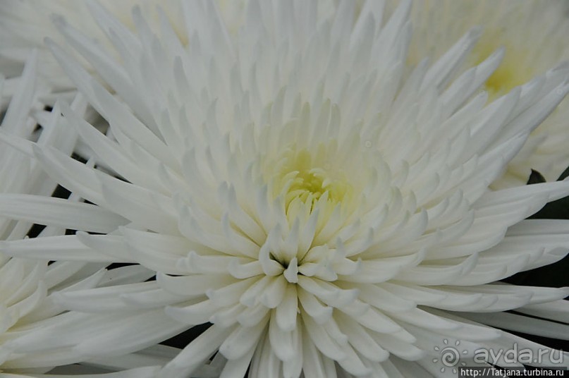 Выставка цветов в Голландии "Floriada"