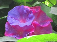 Выставка цветов в Голландии "Floriada"