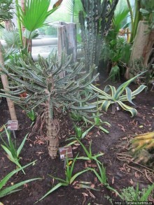 Выставка цветов в Голландии "Floriada"