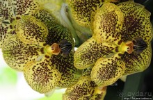 Выставка цветов в Голландии "Floriada"